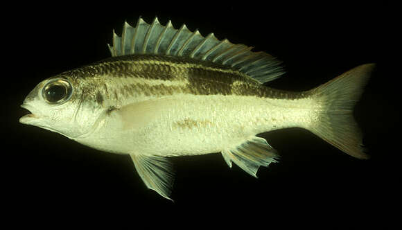 Image of Black-and-white monocle bream