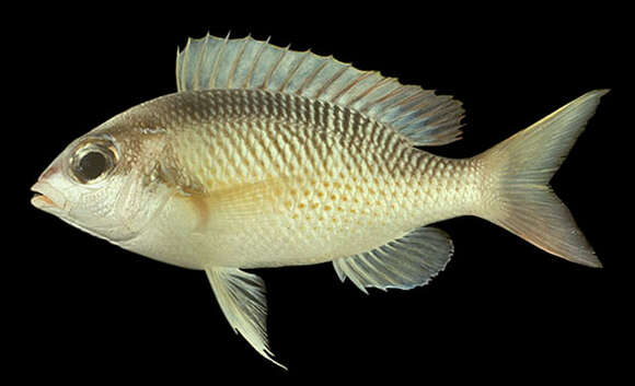 Image of Pearly monocle bream