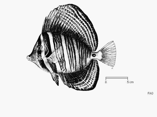 Image of Desjardin's Sailfin Tang