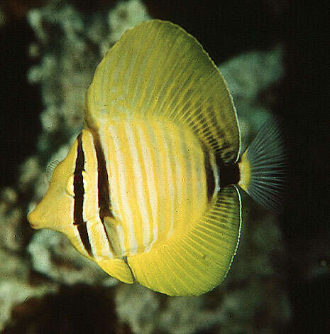 Image of Desjardin's Sailfin Tang