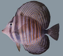 Image of Desjardin's Sailfin Tang