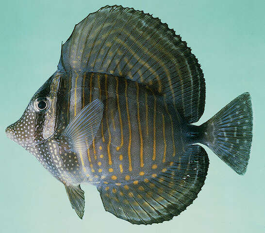 Image of Desjardin's Sailfin Tang