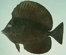 Image of Desjardin's Sailfin Tang