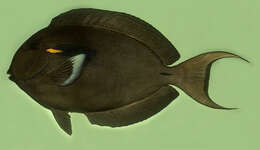 Image of Acanthurus reversus Randall & Earle 1999