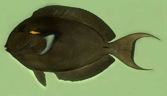 Image de Acanthurus reversus Randall & Earle 1999