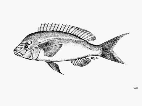 Image of Bald-spot monocle bream