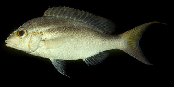 Image of Bald-spot monocle bream