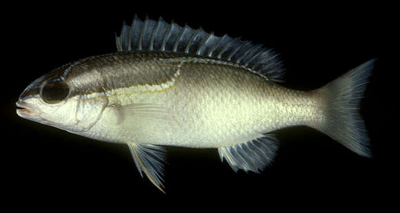 Image of Three-lined monocle bream