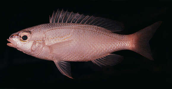 Image of Three-lined monocle bream