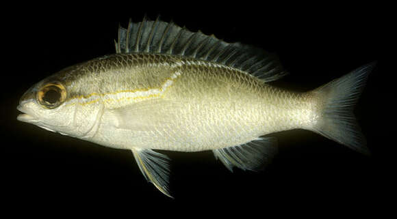 Image of Three-lined monocle bream