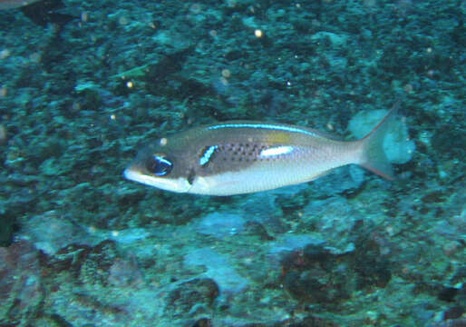 Image of Blue-stripe spinecheek