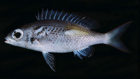 Image of Blue-stripe spinecheek