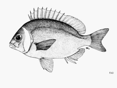 Image of Igcar monocle bream