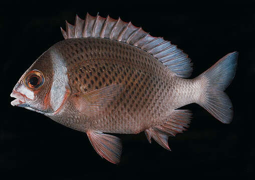 Image of Igcar monocle bream