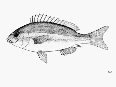 Image of Blue-nosed monocle-bream