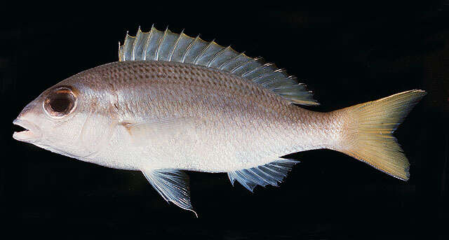 Image of Blue-nosed monocle-bream