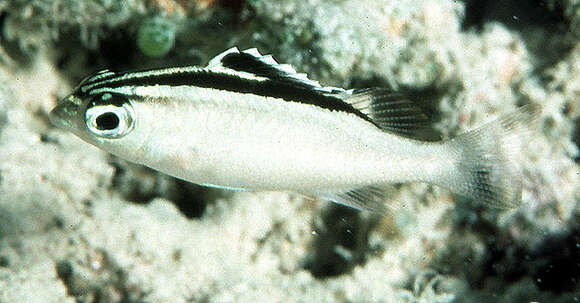 Image of two-lined monocle bream