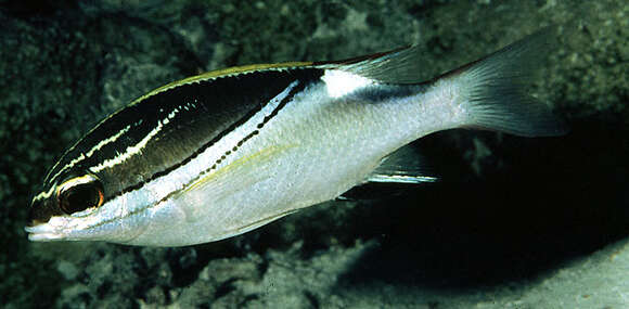 Image of two-lined monocle bream