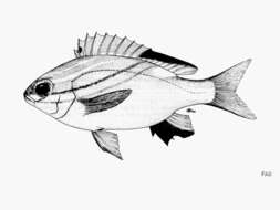 Image of two-lined monocle bream