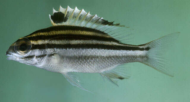 Image of two-lined monocle bream