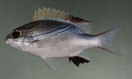 Image of two-lined monocle bream