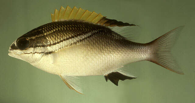 Image of two-lined monocle bream