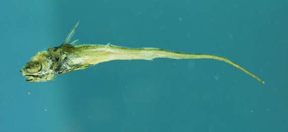 Imagem de Coryphaenoides alateralis Marshall & Iwamoto 1973