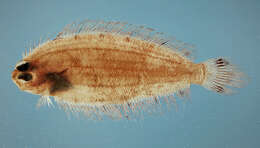 Image of bigeye flounders