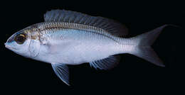 Image of Bridled monocle bream