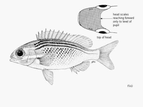 Image of Arabian monocle bream