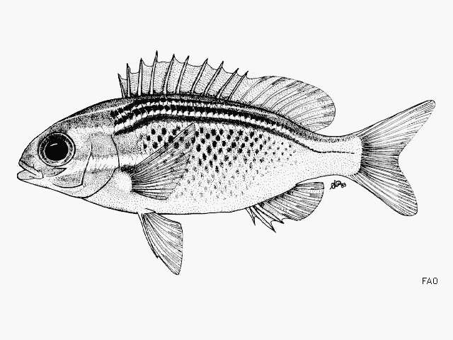 Image of Arabian monocle bream