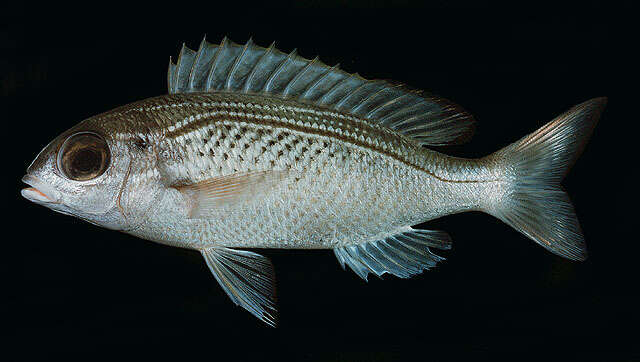 Image of Arabian monocle bream