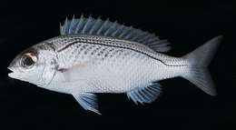 Image of Arabian monocle bream