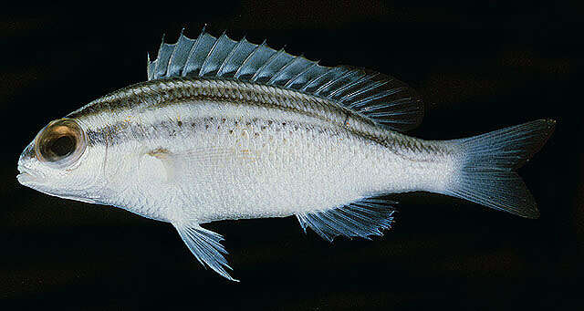 Image of Arabian monocle bream