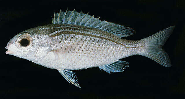 Image of Arabian monocle bream