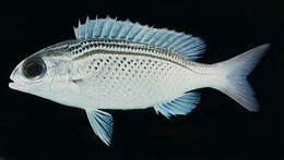 Image of Arabian monocle bream