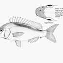 Image of Banded monocle bream