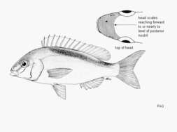 Image of Banded monocle bream