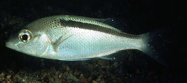 Image of Banded monocle bream