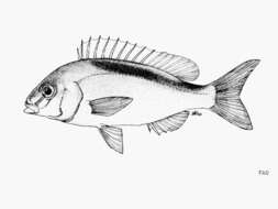 Image of Banded monocle bream