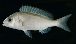 Image of Banded monocle bream