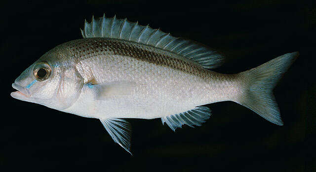 Image of Banded monocle bream