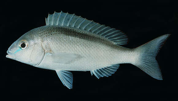 Image of Banded monocle bream