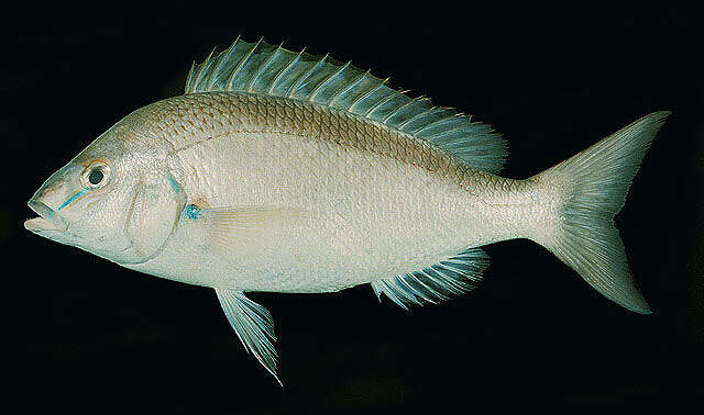 Image of Banded monocle bream