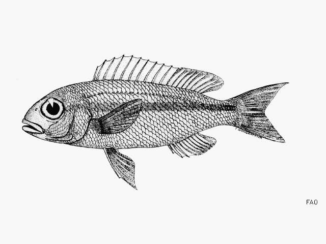 Image of Pale monocle bream