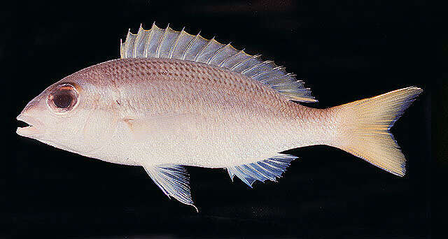 Image of Pale monocle bream