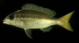 Image of Pale monocle bream