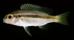 Image of Pale monocle bream