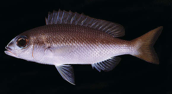 Image of Pale monocle bream