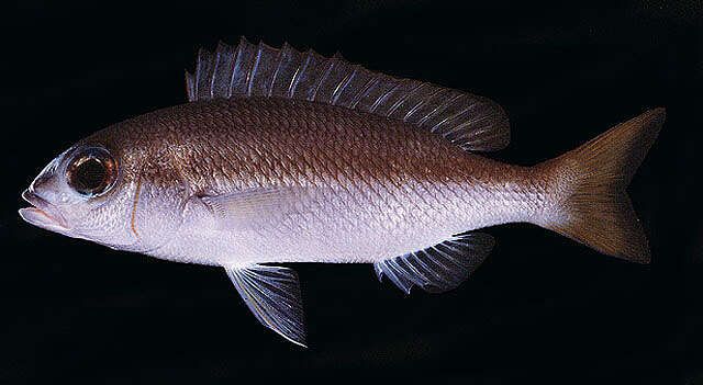 Image of Pale monocle bream